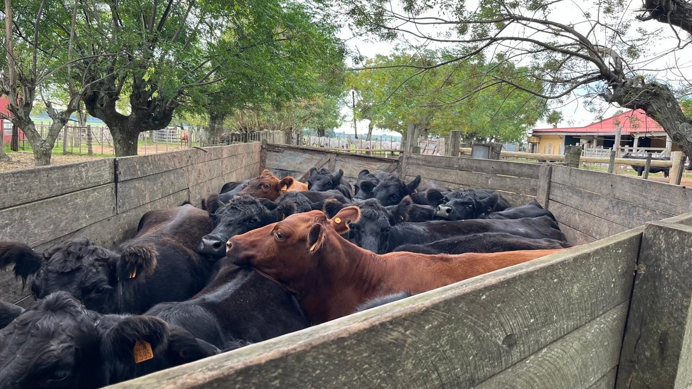 Vacas en un corral