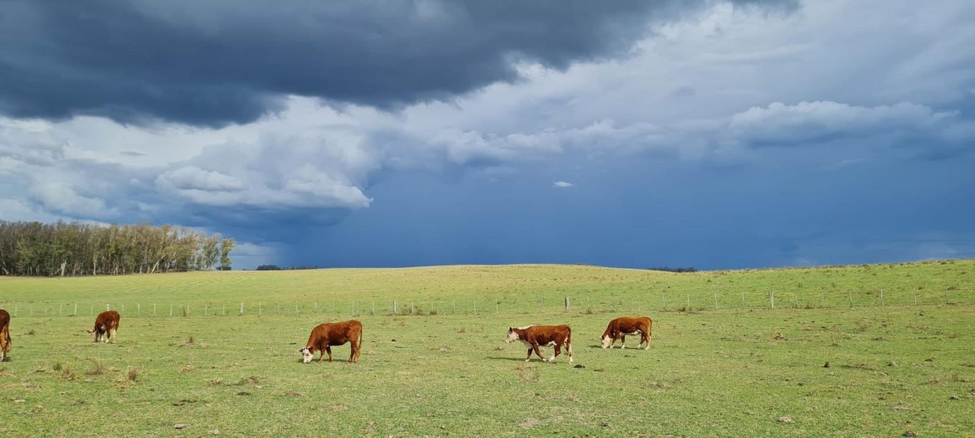 Ganado pastando bajo un cielo nublado