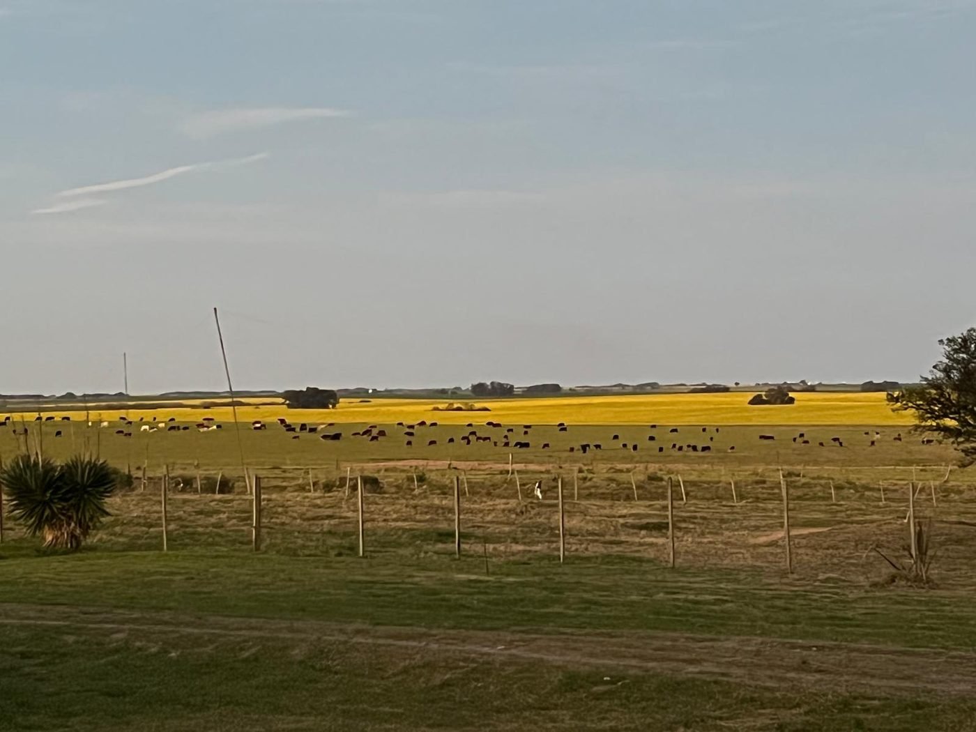 Pradera con ganado y, de fondo, cultivo de colza