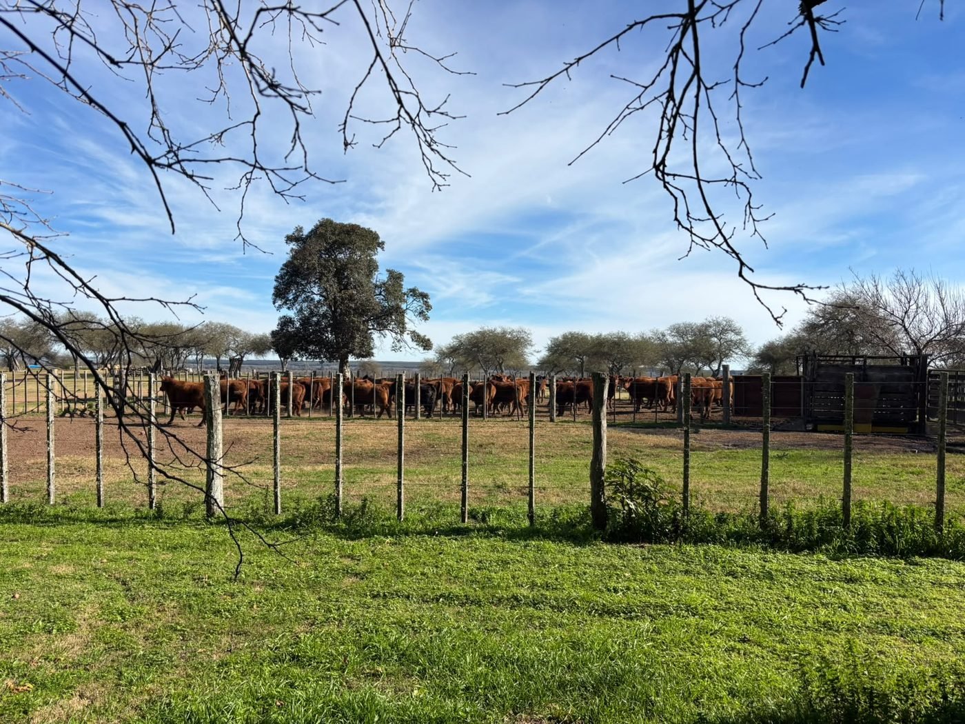 Ganado en la manga del corral