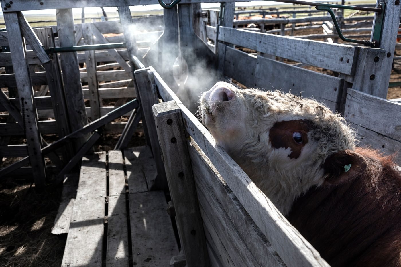 Ganado vacuno en la manga de un corral