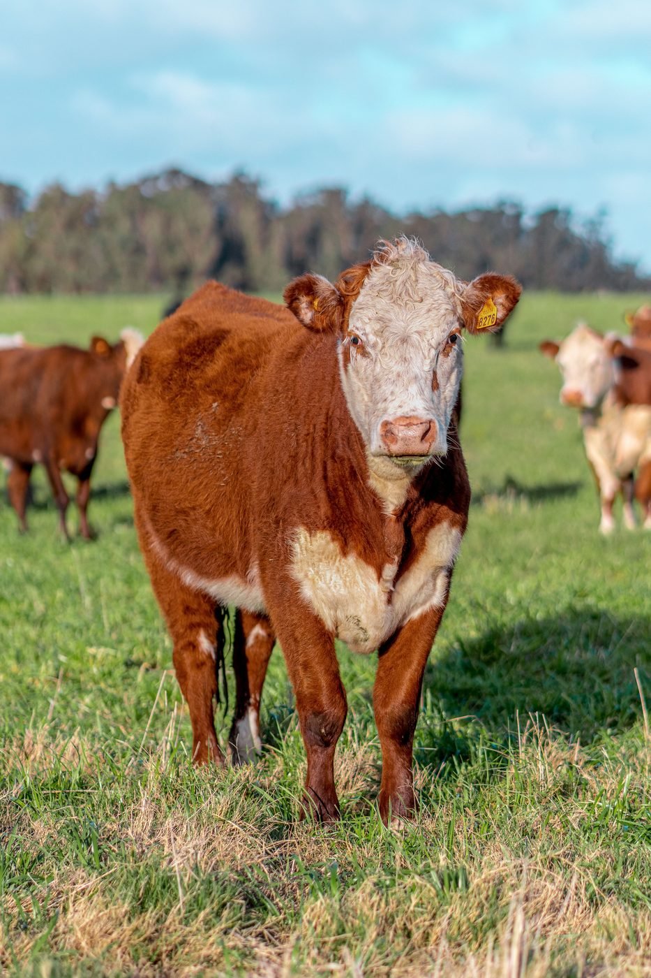 Ganado Hereford en pastura